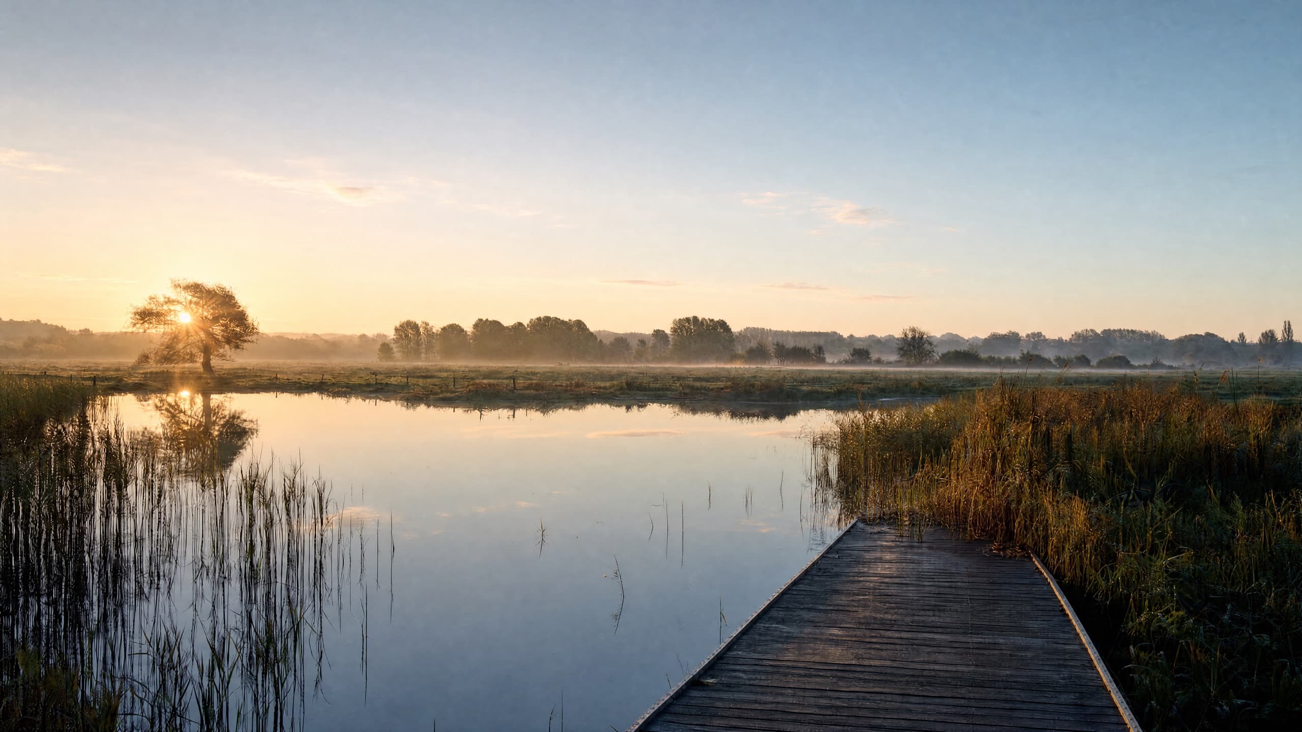 Dezelfde plek in De Bourgoyen, een uur later: de nevel is opgetrokken en de zon staat laag achter de boom