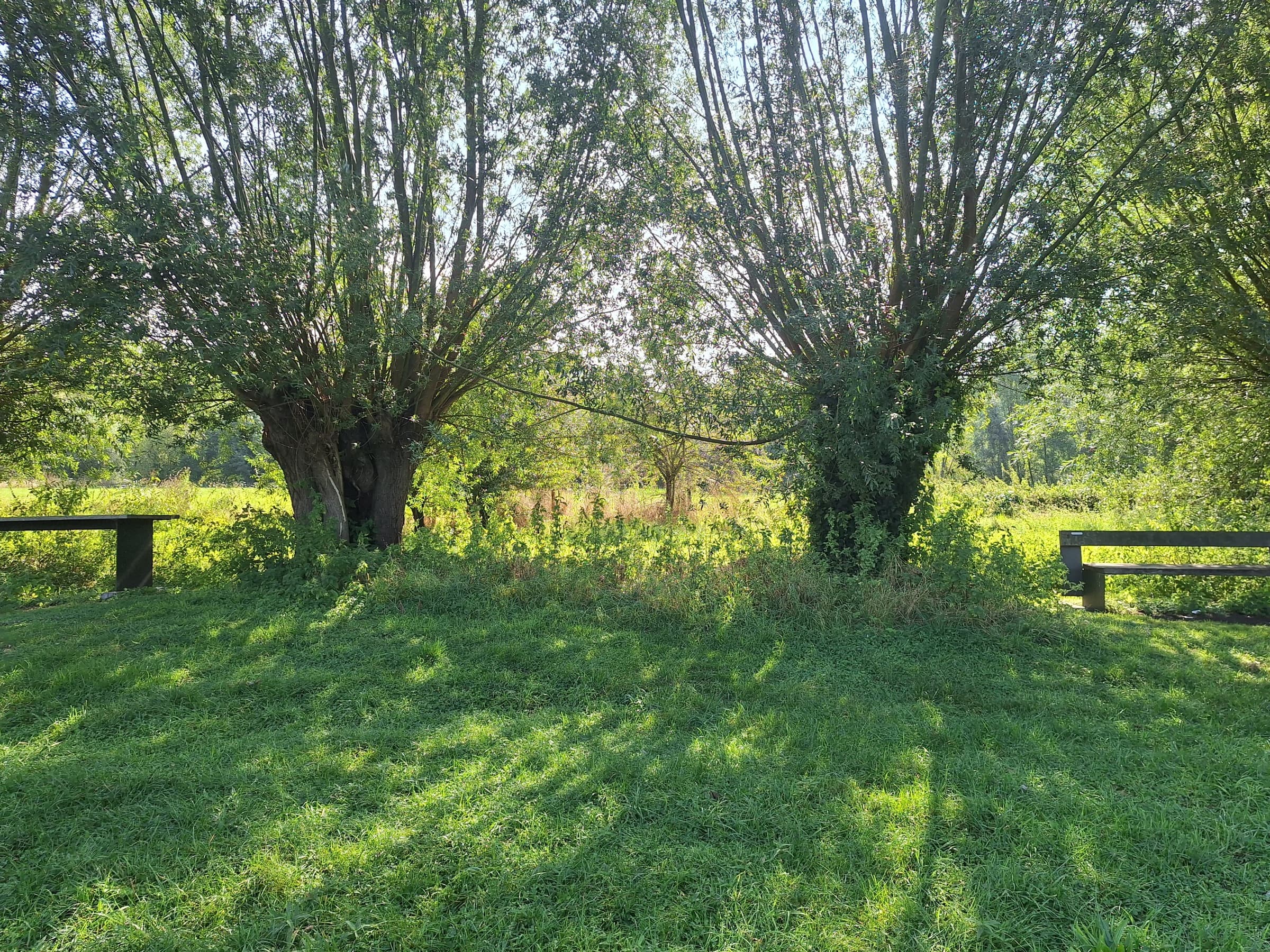 Knotwilgen in het gras, met een bank in de schaduw