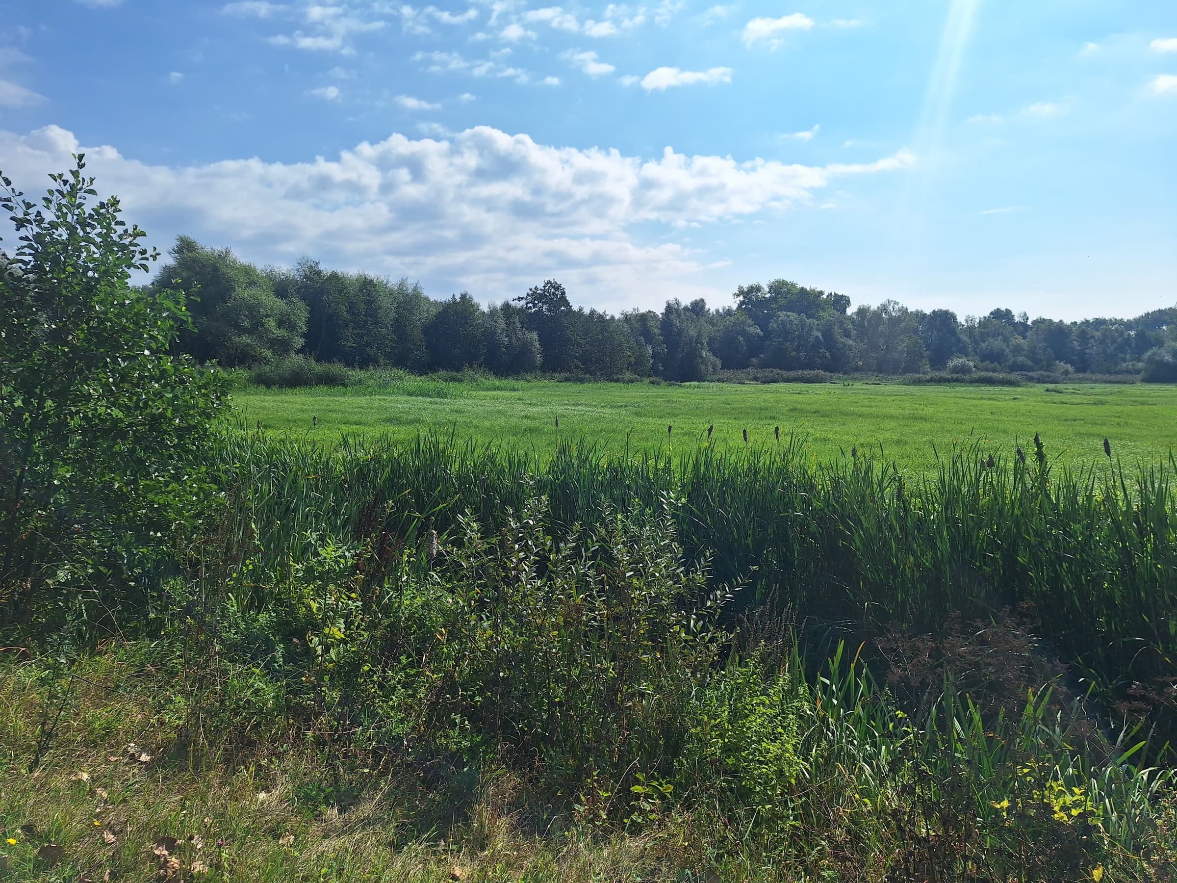 Een open weide onder een wijde lucht
